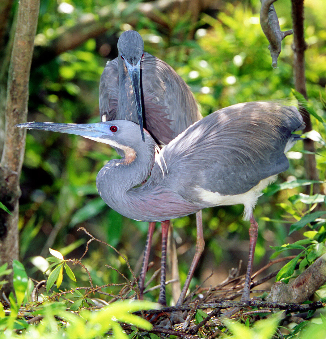 Tricolor Heron adults in breeding plumage