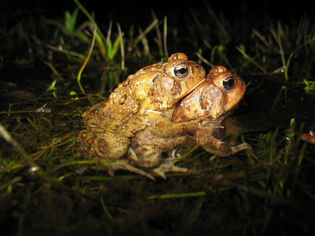 Mating Toads