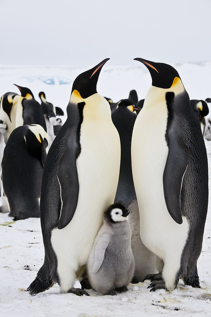 Emperor Penguins,Antarctica