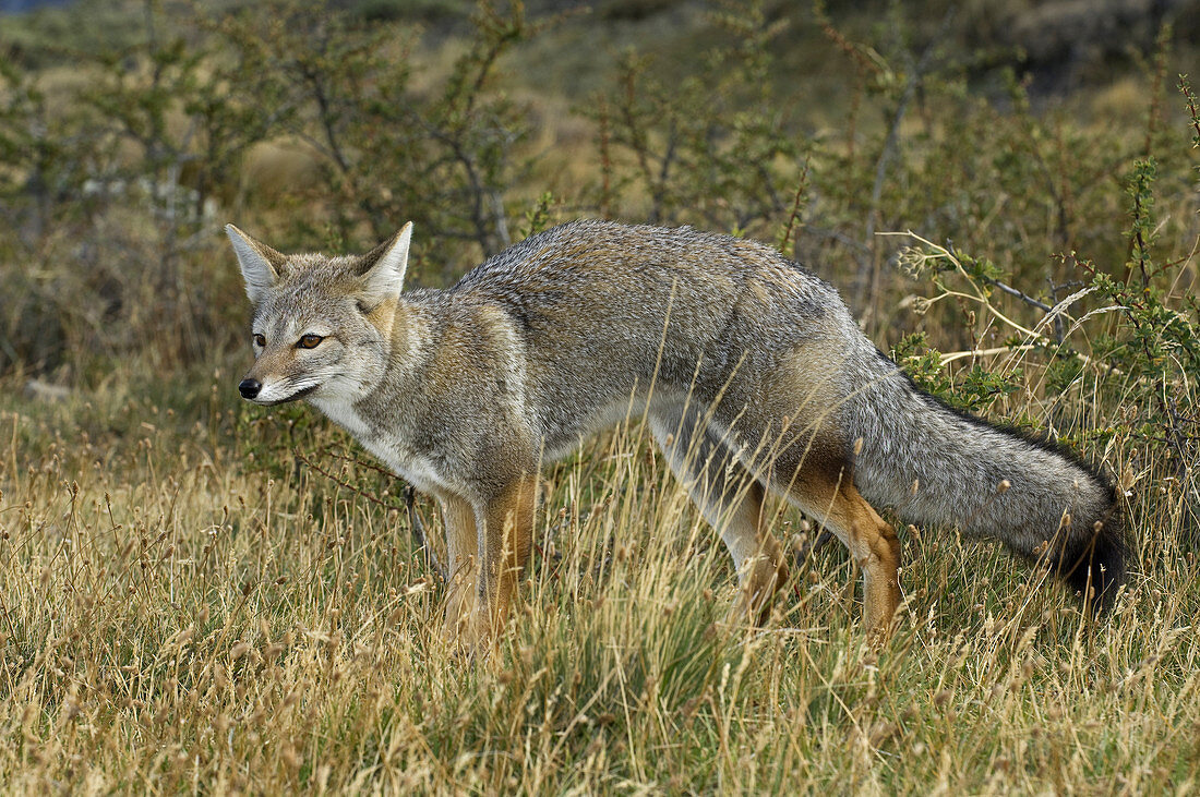 Patagonia Grey Fox