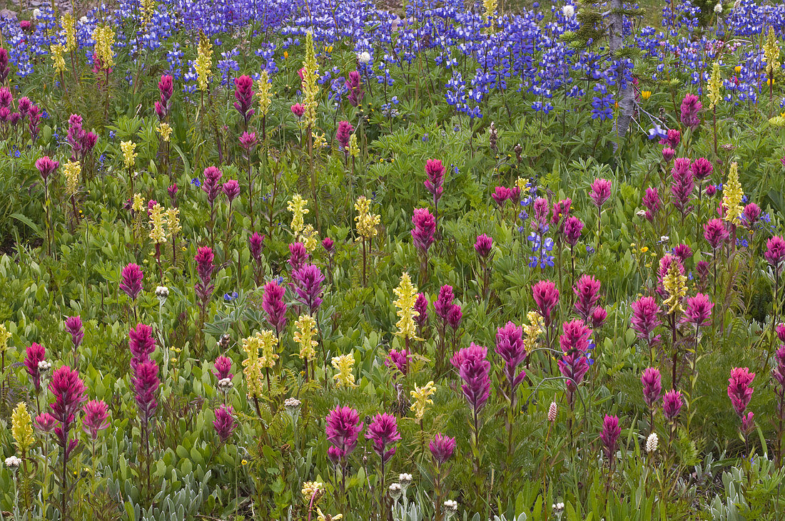 Alpine Meadow