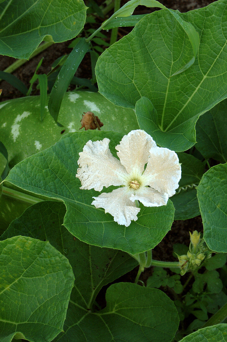 Gourd Flower
