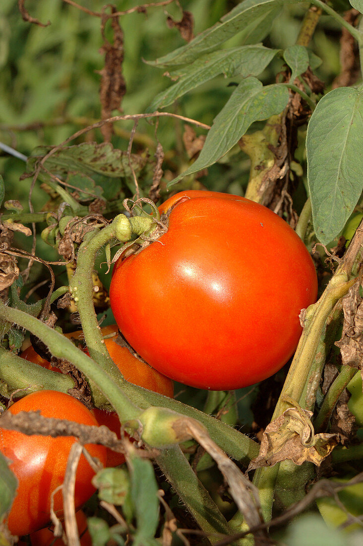 Tomatoes,Crista Variety