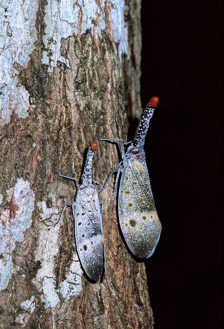 Lanternflies