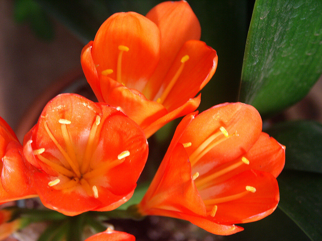 Kaffir-lily (Clivia minata)
