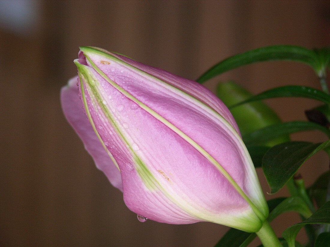 Oriental Lily 'Farolito'
