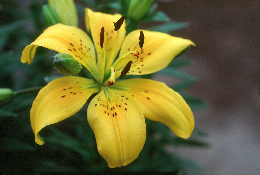 Asiatic Lily 'Petite Brigitte'