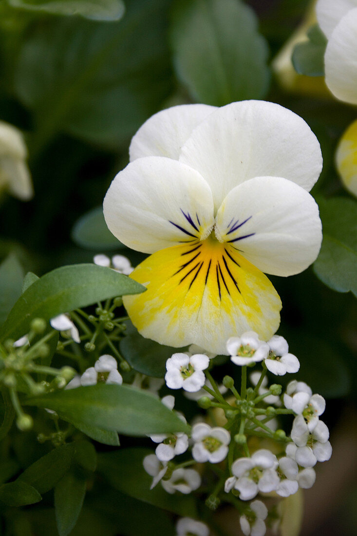Pansy 'Whiskers'