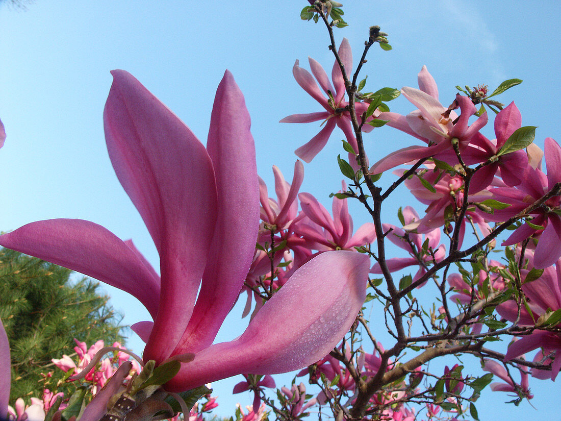 Chinese Magnolia (Magnolia x soulangiana)