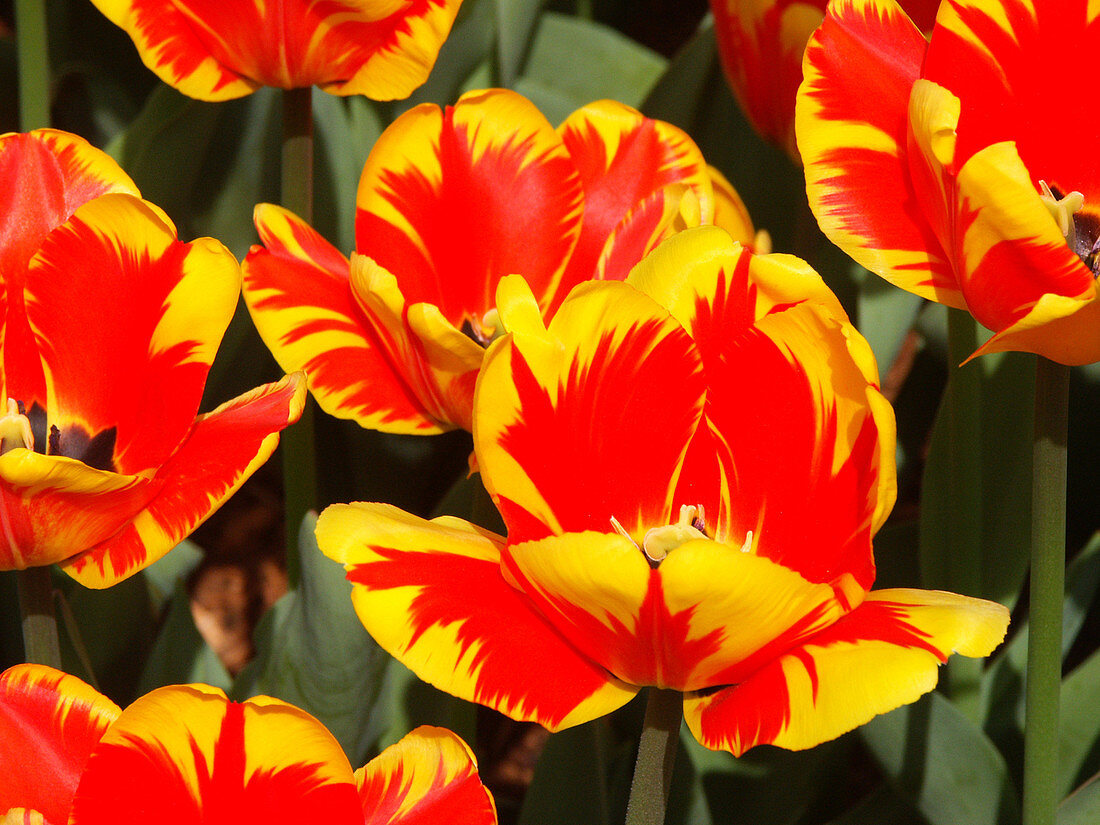 Tulips (Tulipa gesneriana)