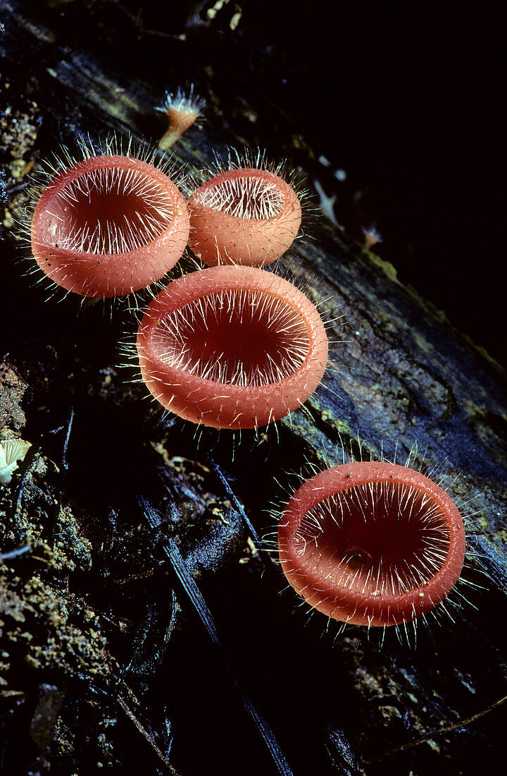 Cup Fungus,Malaysia