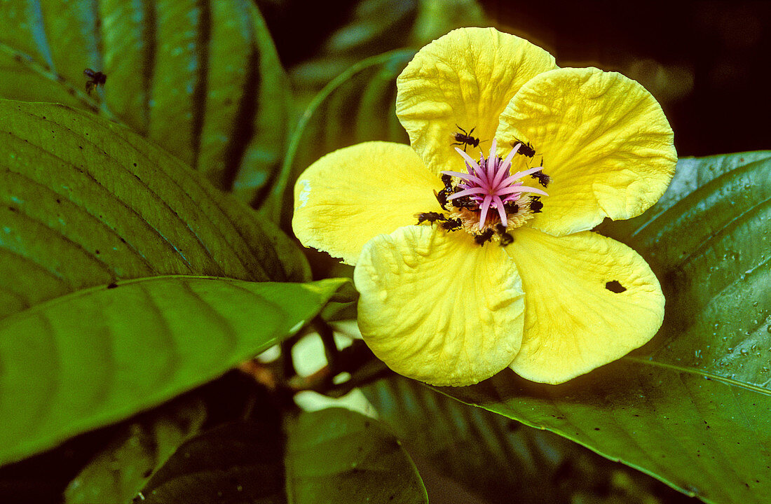 Dillenia Flowers,Malaysia