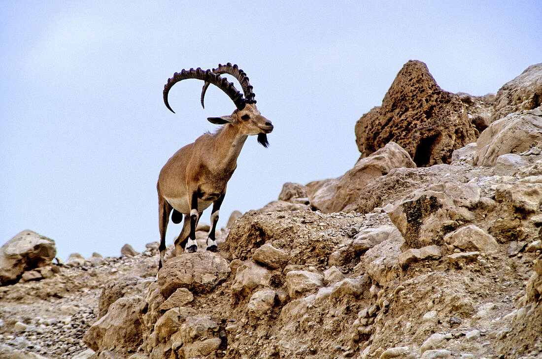 Nubian Ibex,Israel