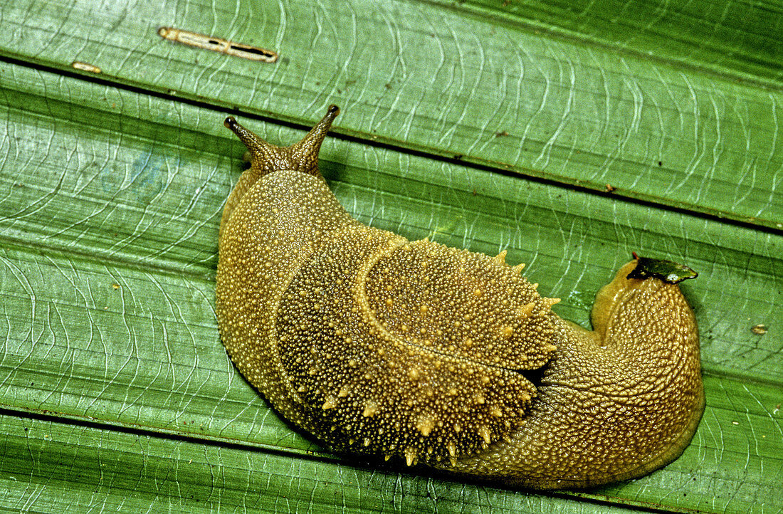 Rainforest Snail,Vietnam
