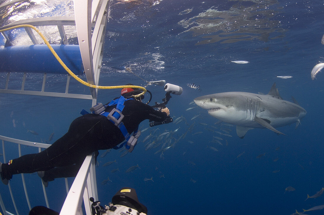 Photographer Getting Close to Great White