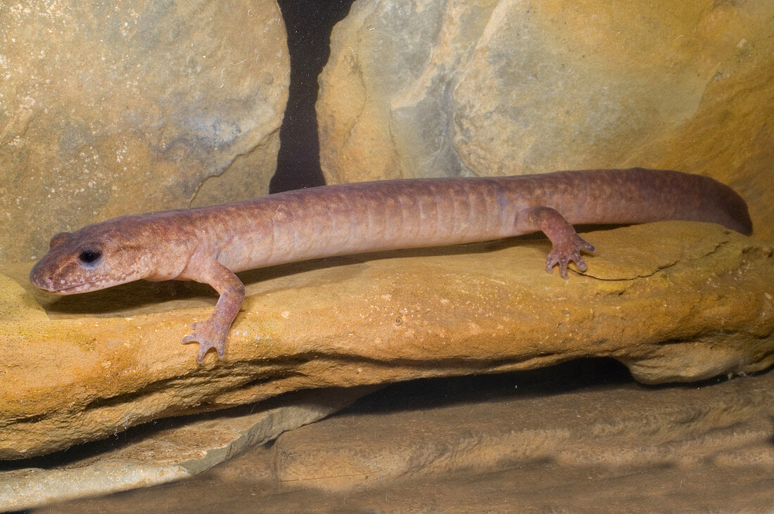 Spring Salamander