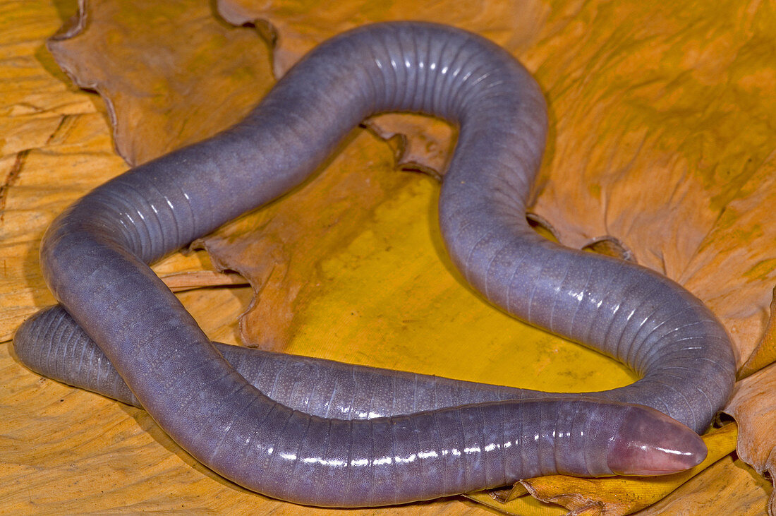 Congo Caecilian