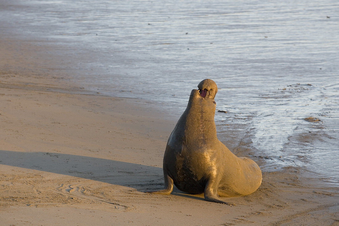 Northern Elephant Seal