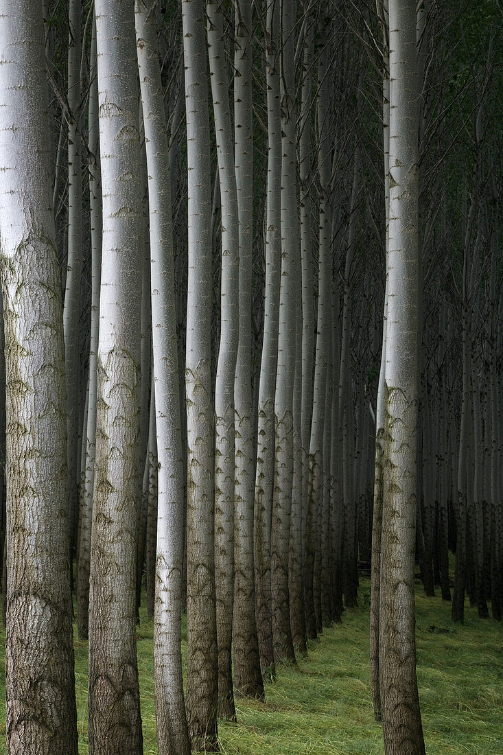 Poplar Forest,OR