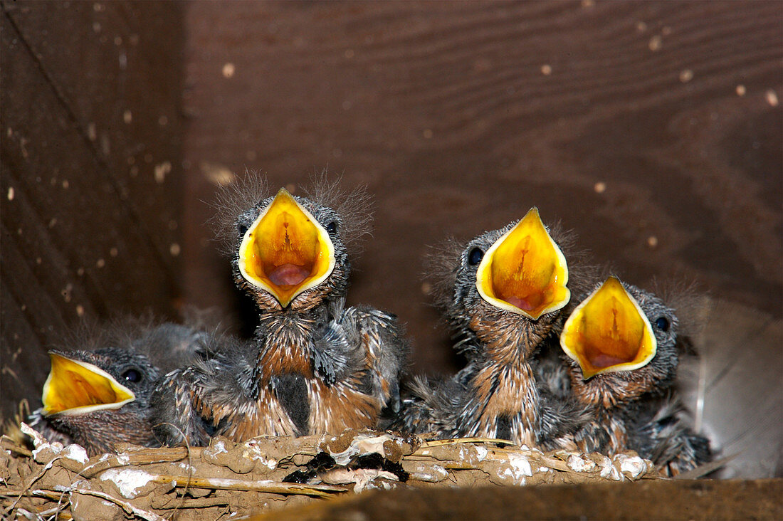 Barn Swallow chicks
