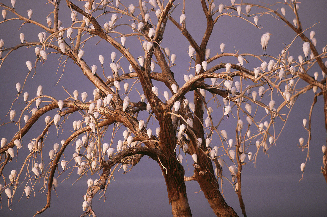 Cattle Egrets roosting at dawn