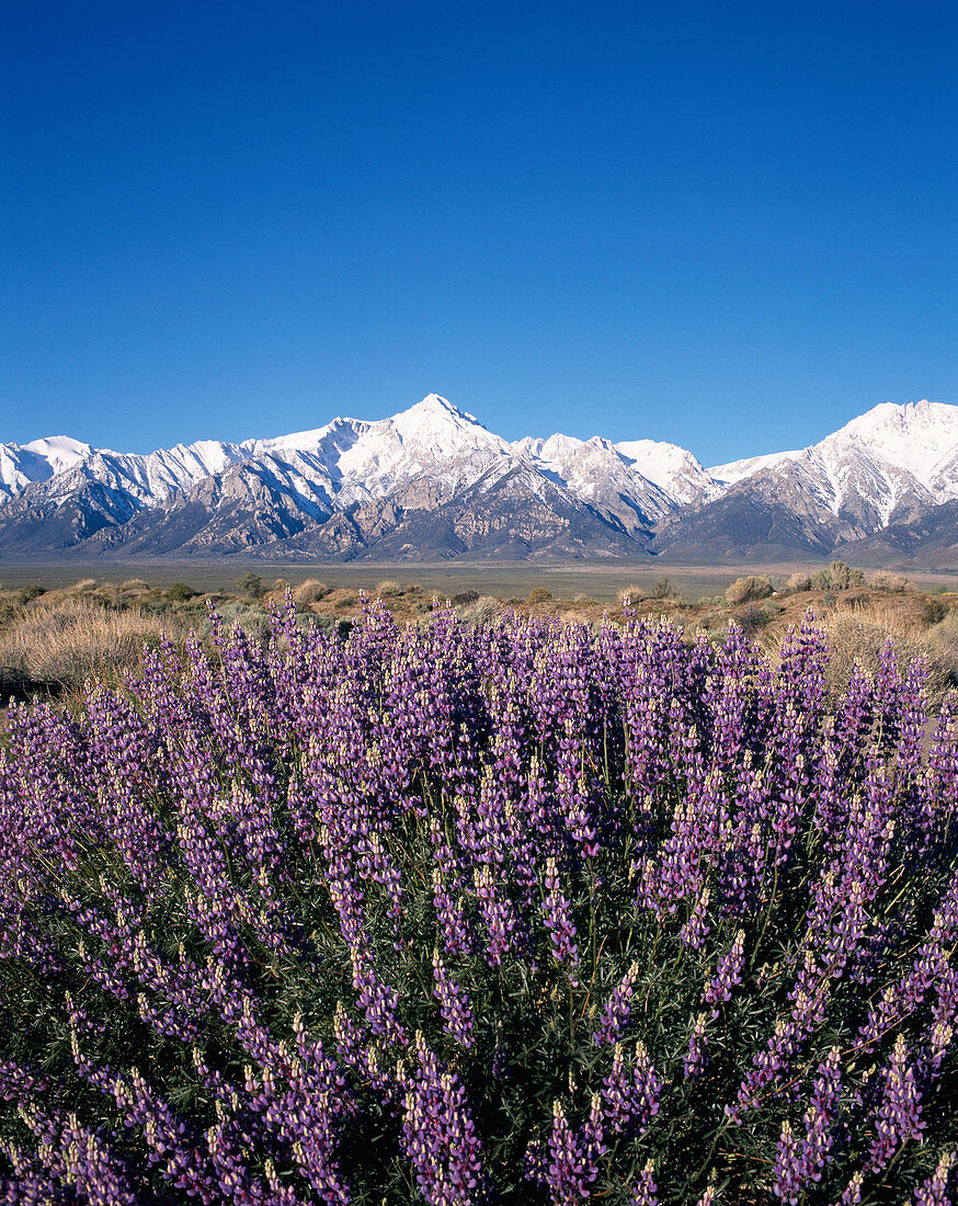 Lupines and the Eastern Sierra