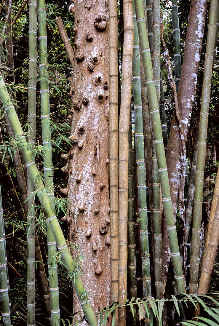 Bamboo and Tree Trunk