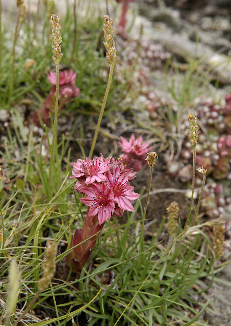 Alpine Succulent Flowering