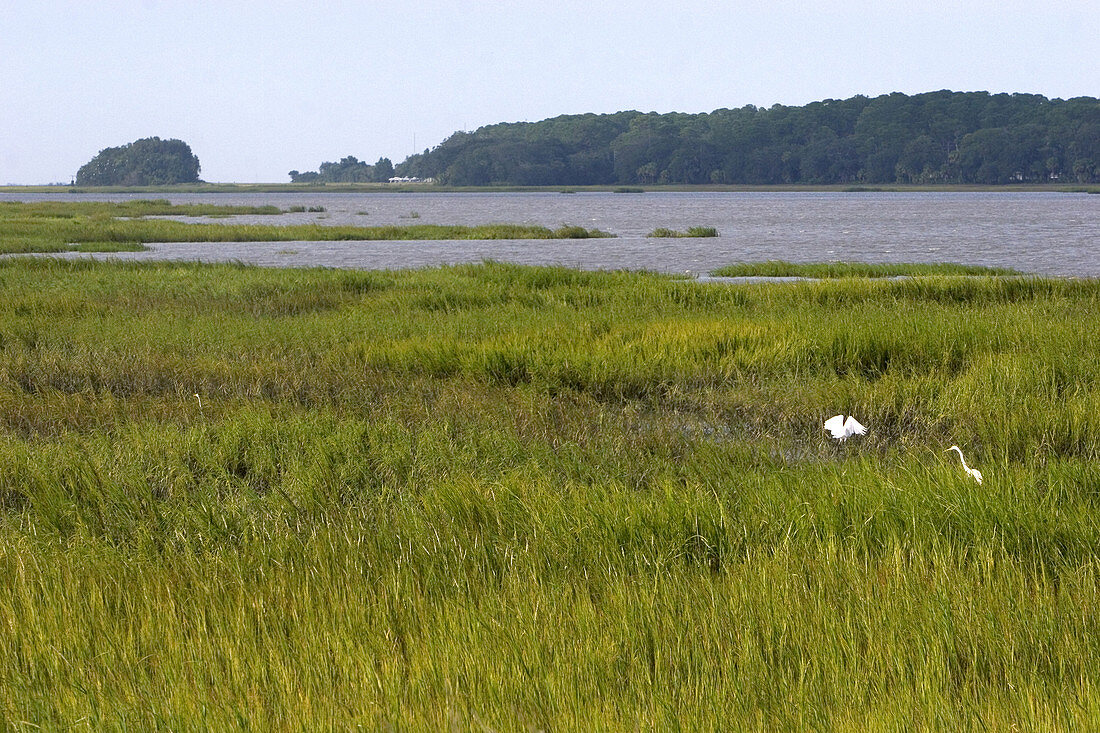 Inland marshes of Jekyll Island