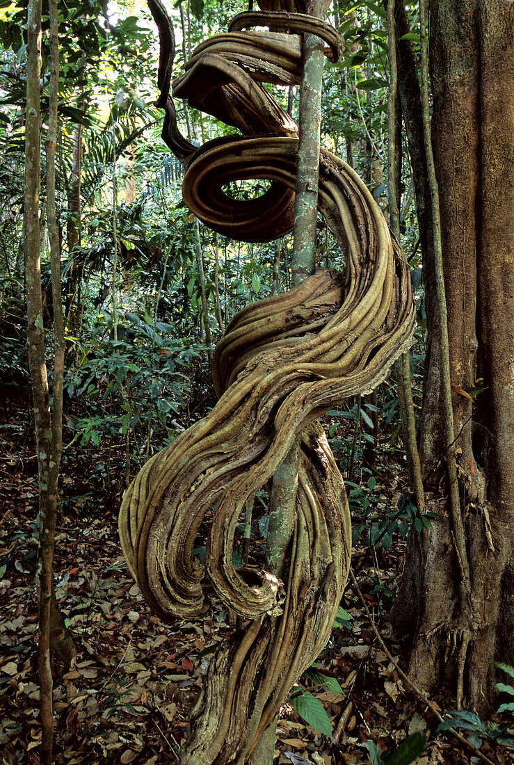 Rainforest Liana,Malaysia