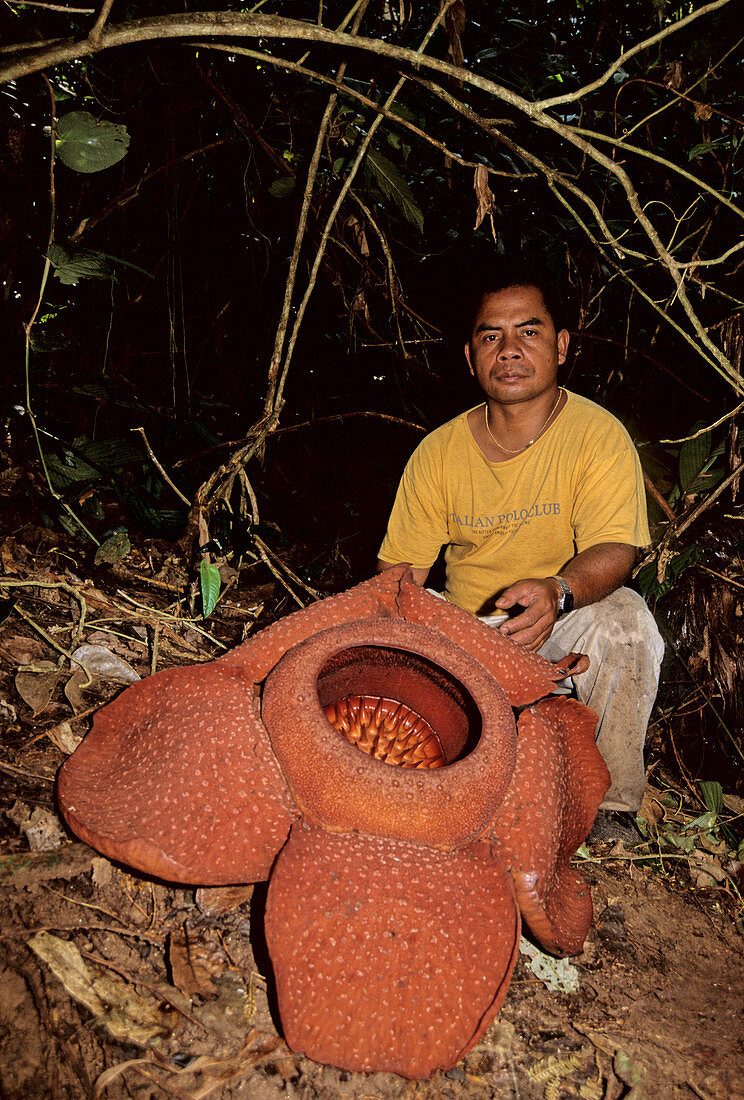 Rafflesia Kerrii,Malaysia