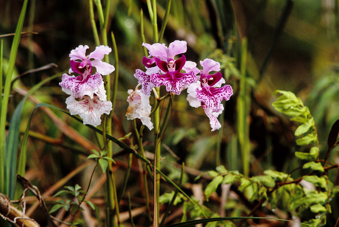 Kinta Weed Orchid,Malaysia