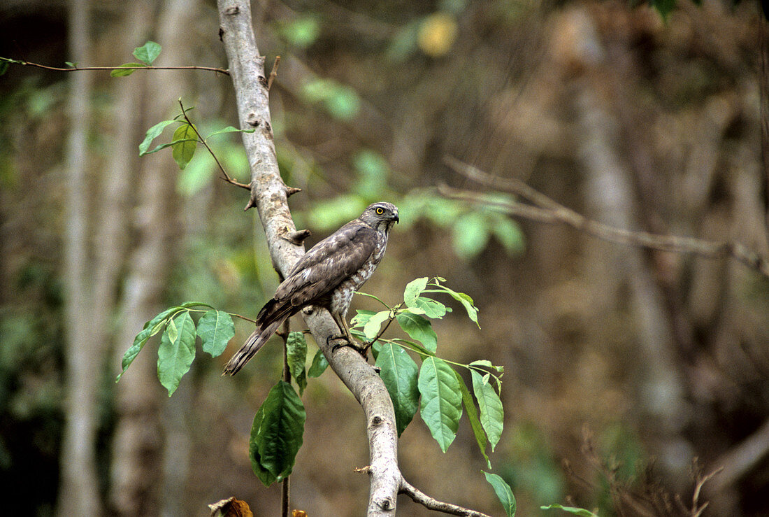 Gray-faced Buzzard,Cambodia