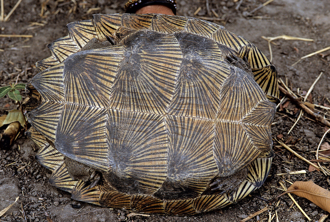 Asian Leaf Turtle,Cambodia