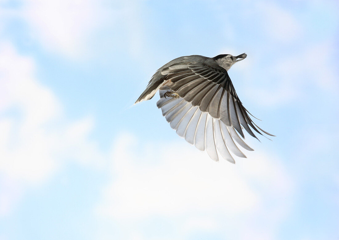 White-Breasted Nuthatch in Flight