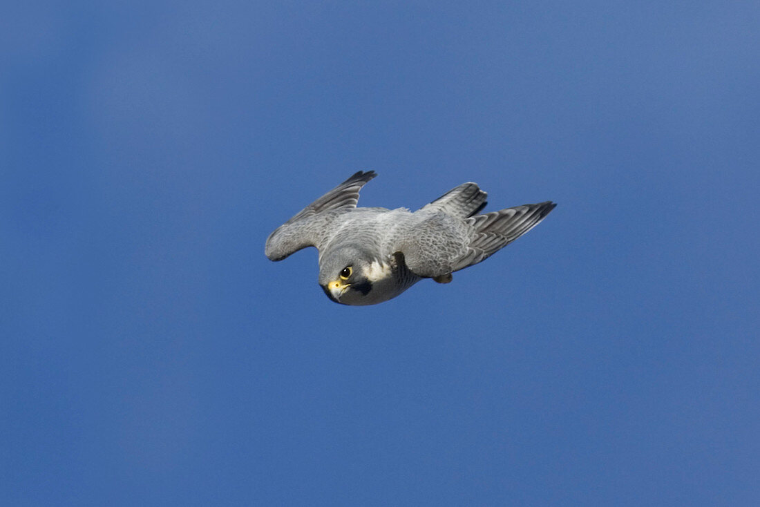 Peregrine Falcon