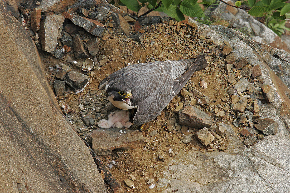 Peregrine Falcon