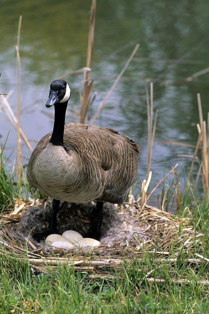 Canada Goose at Nest
