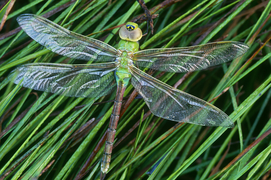 Dragonfly