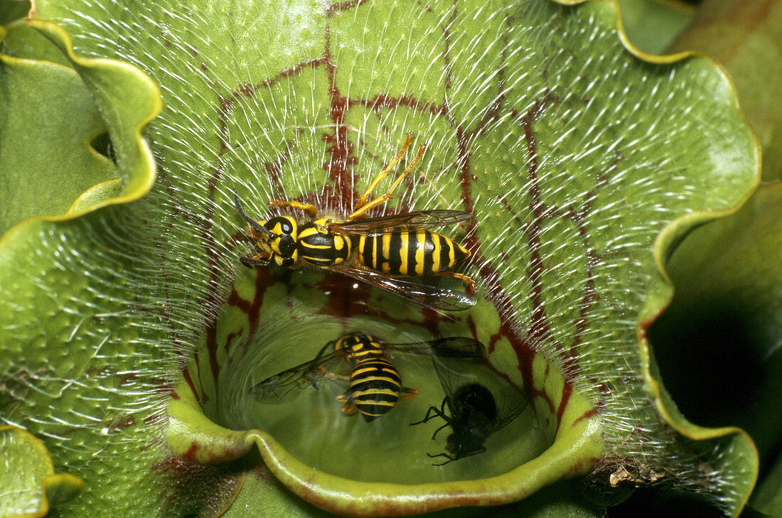 Yellow-jackets Caught in Pitcher Plant