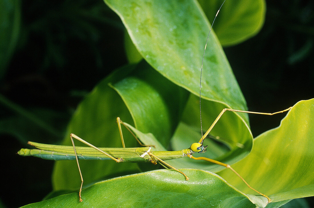 Walking Stick