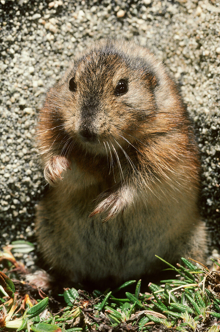 Greenland Collared Lemming