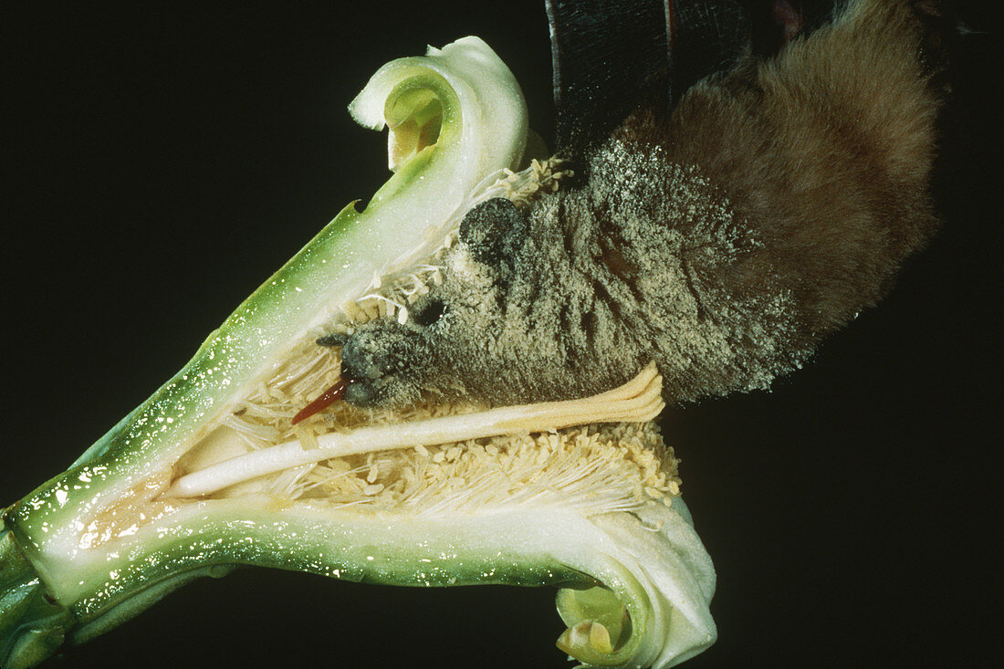 Bat Feeding on Saguaro Nectar