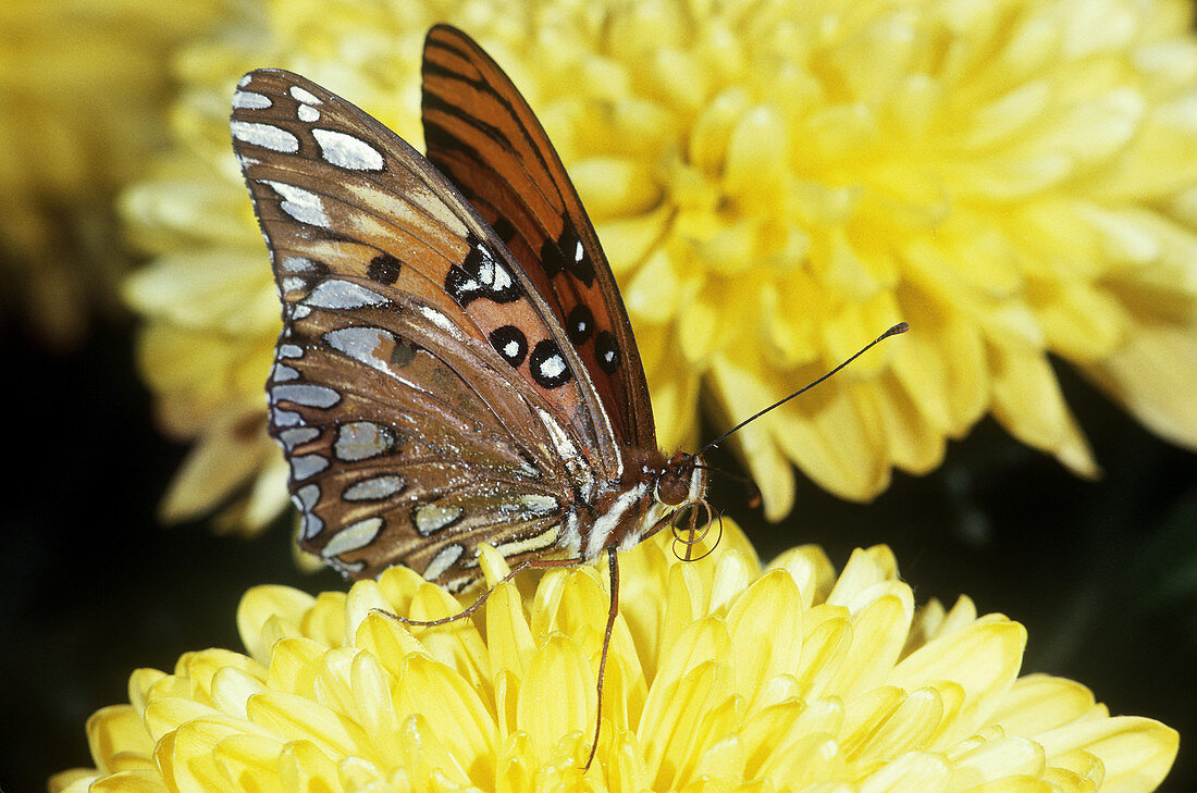 Gulf Fritillary