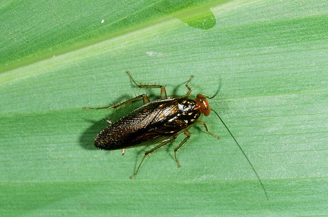 Tropical Cockroach