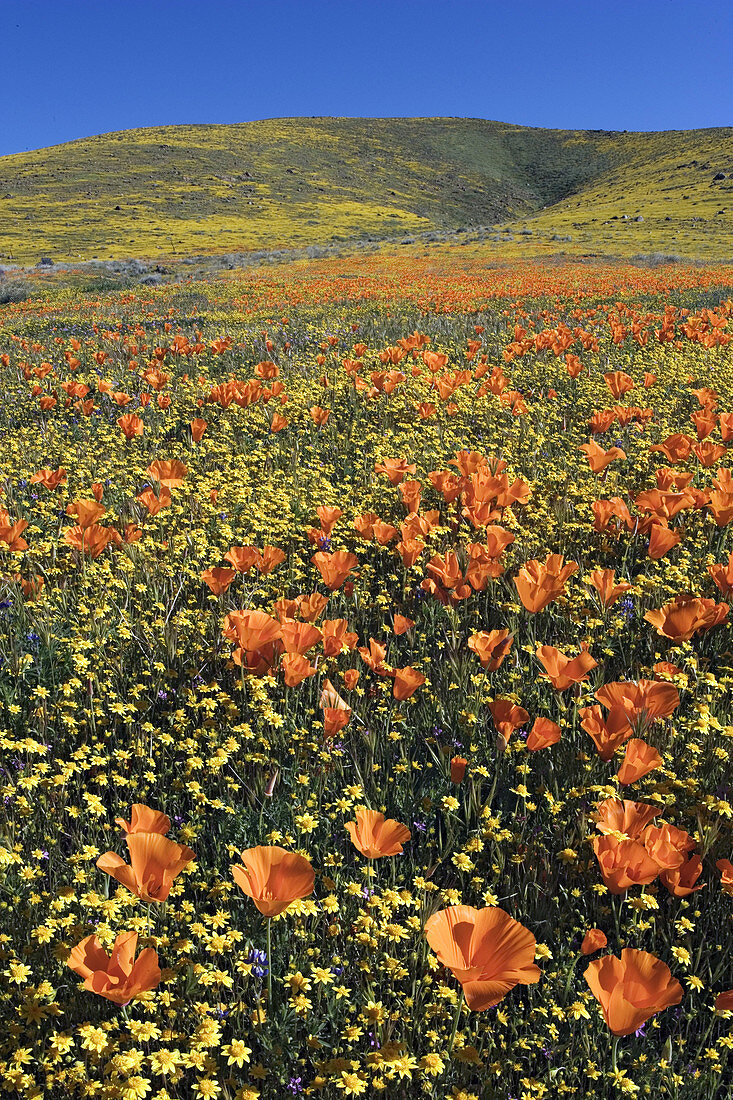 California Poppies and Goldfields