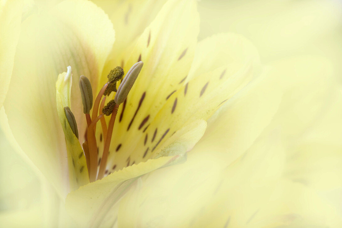 Alstroemeria