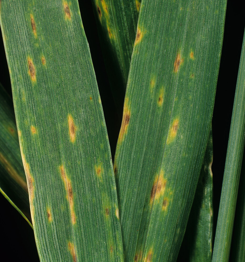 Tan spot lesions on a wheat leaf