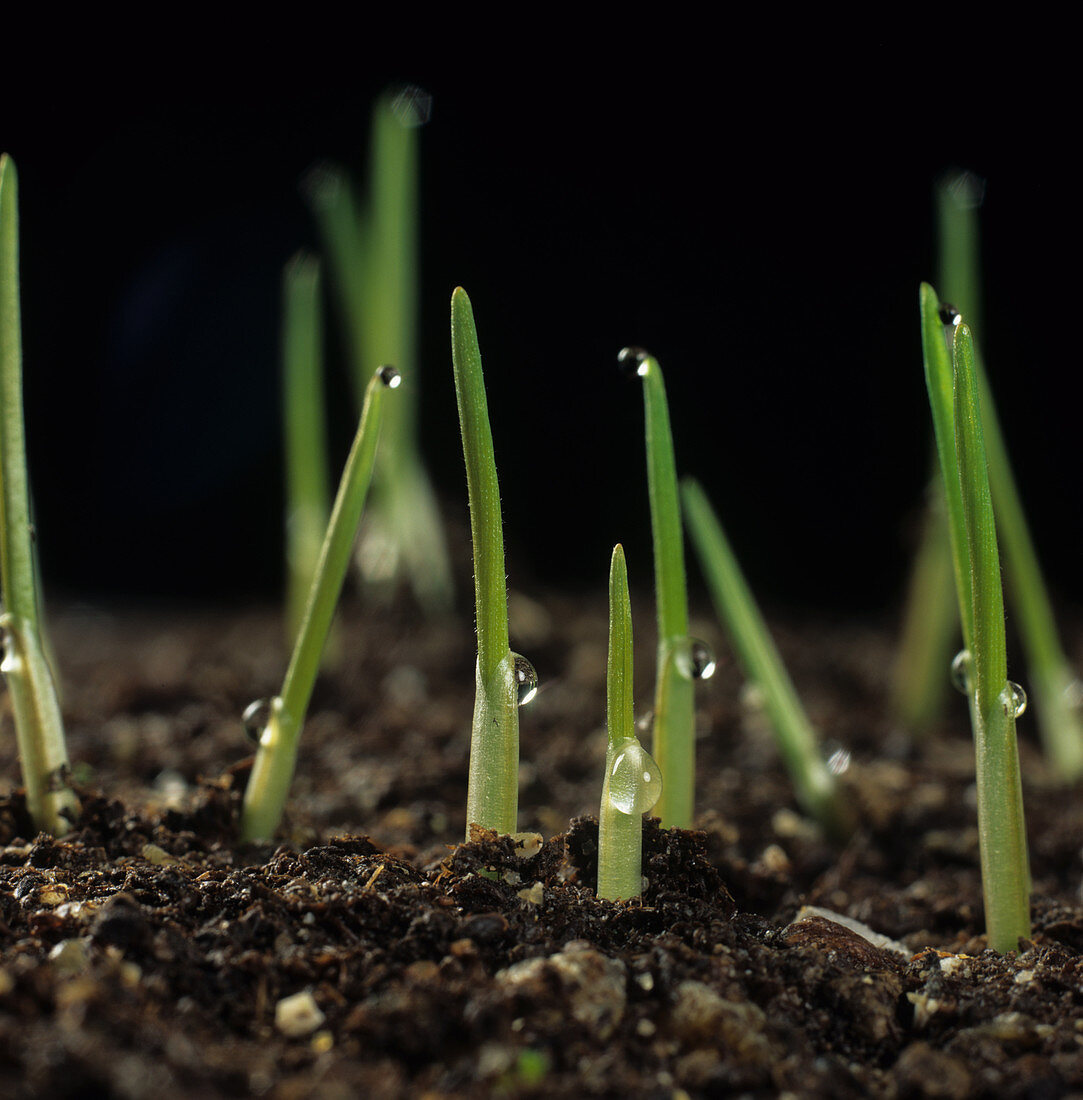 Shoots of young wheat