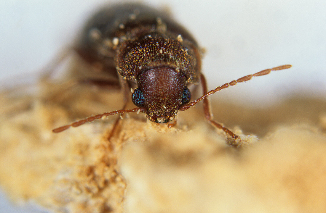 Furniture beetle (Anobium punctatum)